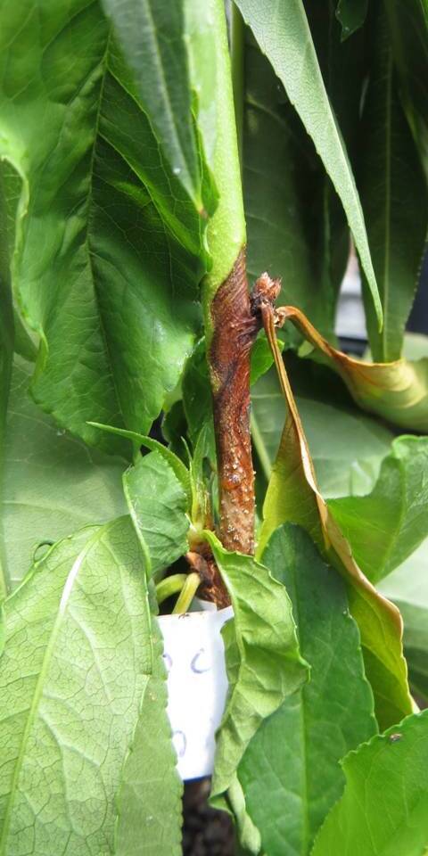 Cancro na base de muda de pessegueiro inoculada com o fungo causador da queima de ramos