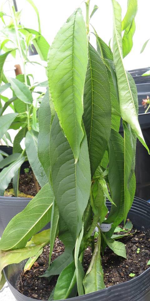 Muda de pessegueiro inoculada com o fungo causador da queima de ramos, com folhas murchas