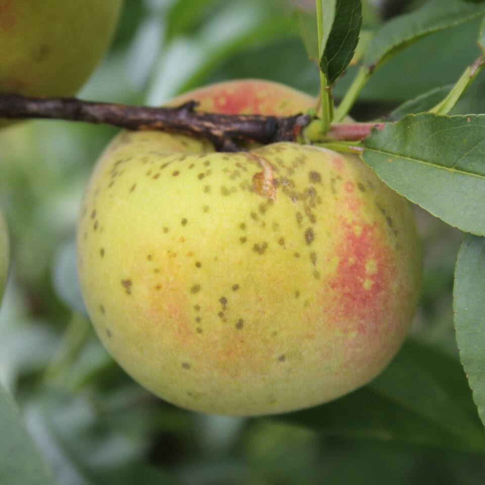 Frutos com manchas circulares, pequenas, verde-oliva a pardo-escuras, causadas por sarna