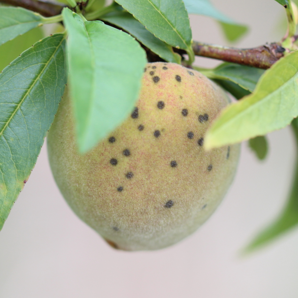 Frutos com manchas circulares, pequenas, verde-oliva a pardo-escuras, causadas por sarna
