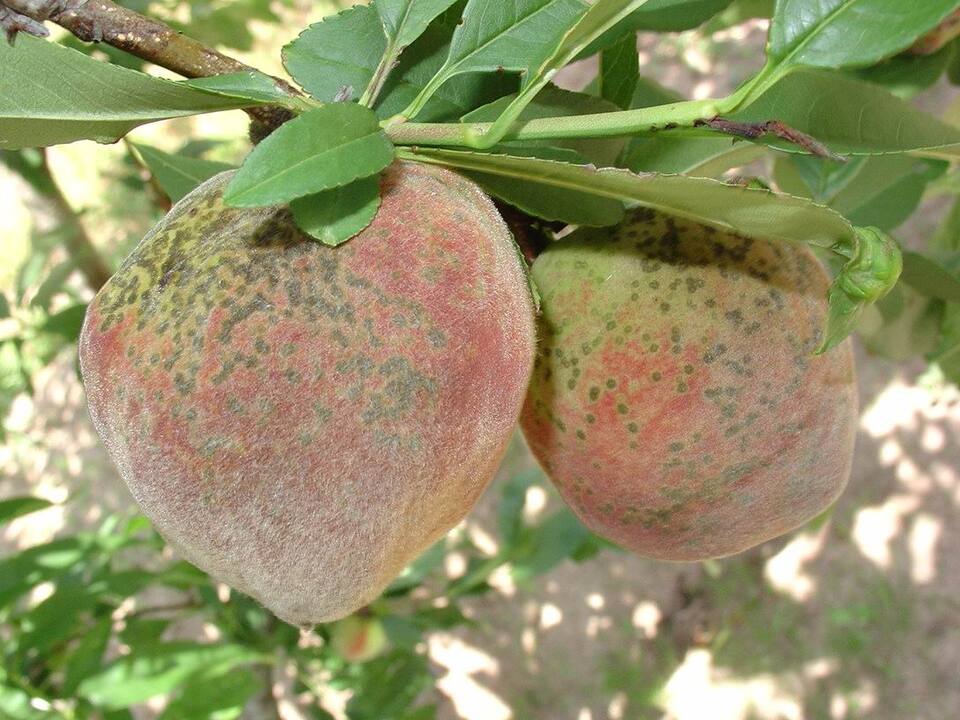 Frutos com manchas circulares, pequenas, verde-oliva a pardo-escuras, causadas por sarna