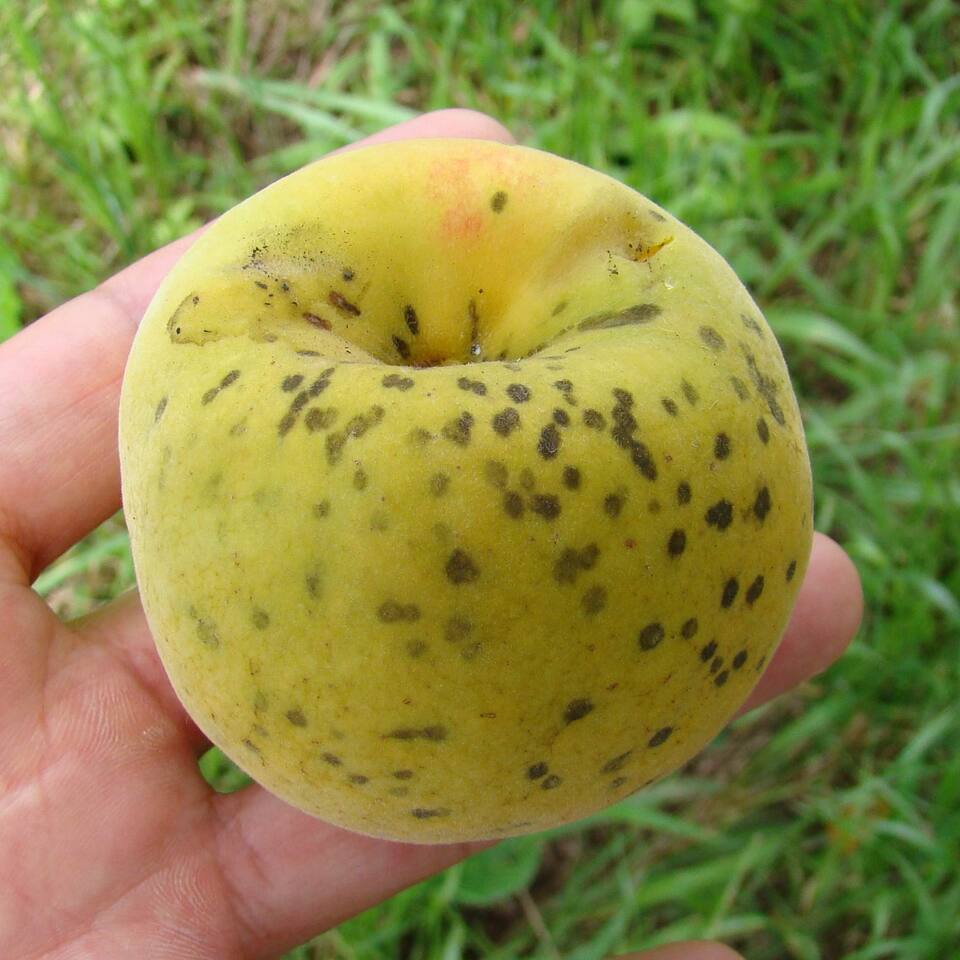 Frutos com manchas circulares, pequenas, verde-oliva a pardo-escuras, causadas por sarna
