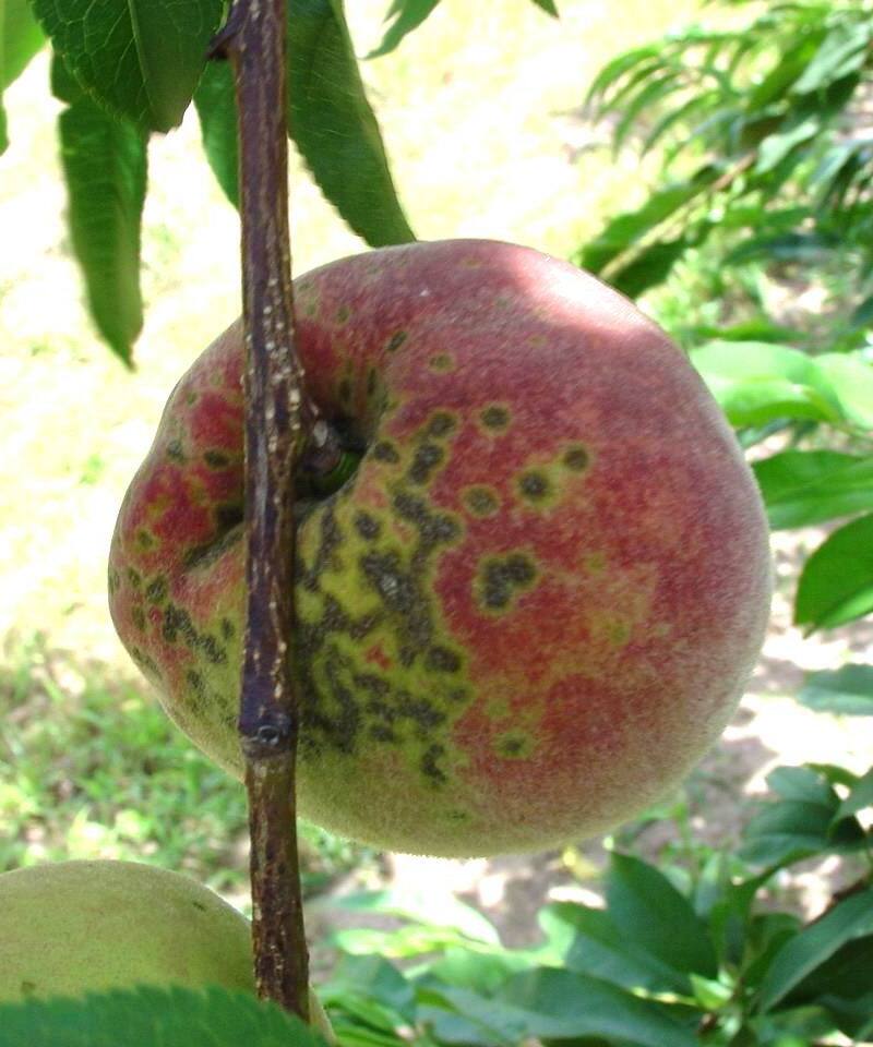 Frutos com manchas circulares, pequenas, verde-oliva a pardo-escuras, causadas por sarna