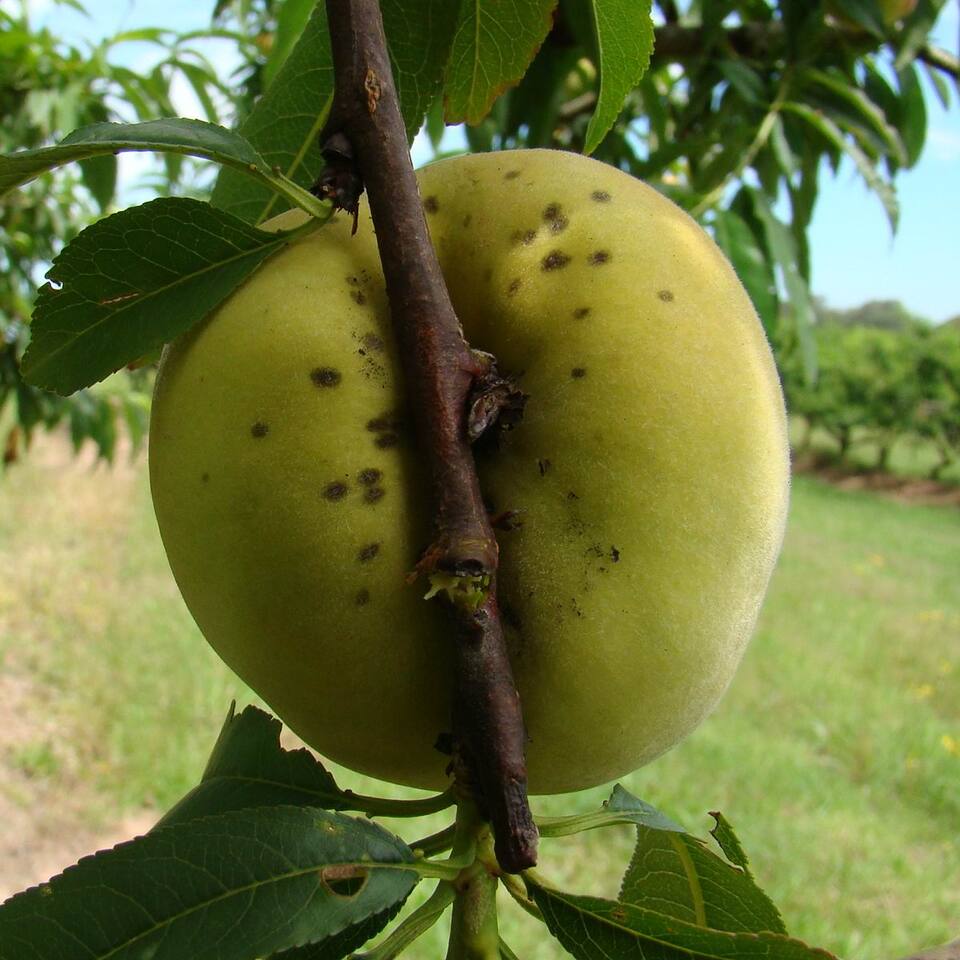 Frutos com manchas circulares, pequenas, verde-oliva a pardo-escuras, causadas por sarna