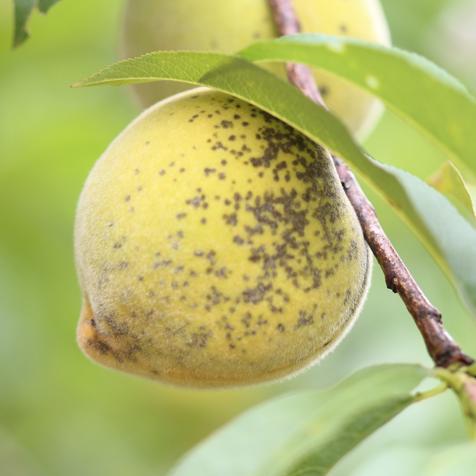 Frutos com manchas circulares, pequenas, verde-oliva a pardo-escuras, causadas por sarna