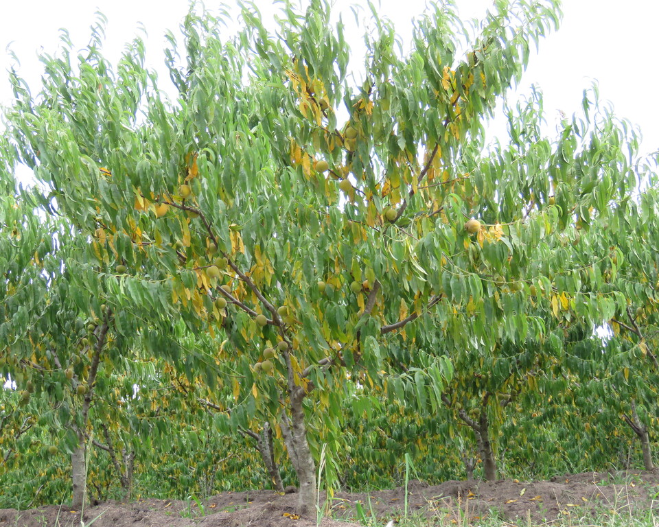 Plantas de pessegueiro com murcha e clorose de folhas devido ao estresse de seca