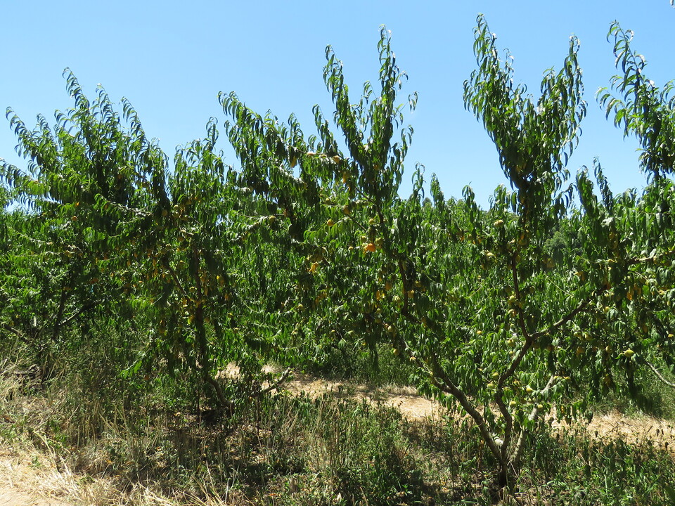 Plantas de pessegueiro com murcha de folhas devido ao estresse de seca