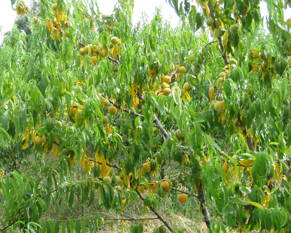 Murcha e clorose das folhas de pessegueiro e frutos de menor tamanho devido ao estresse de seca