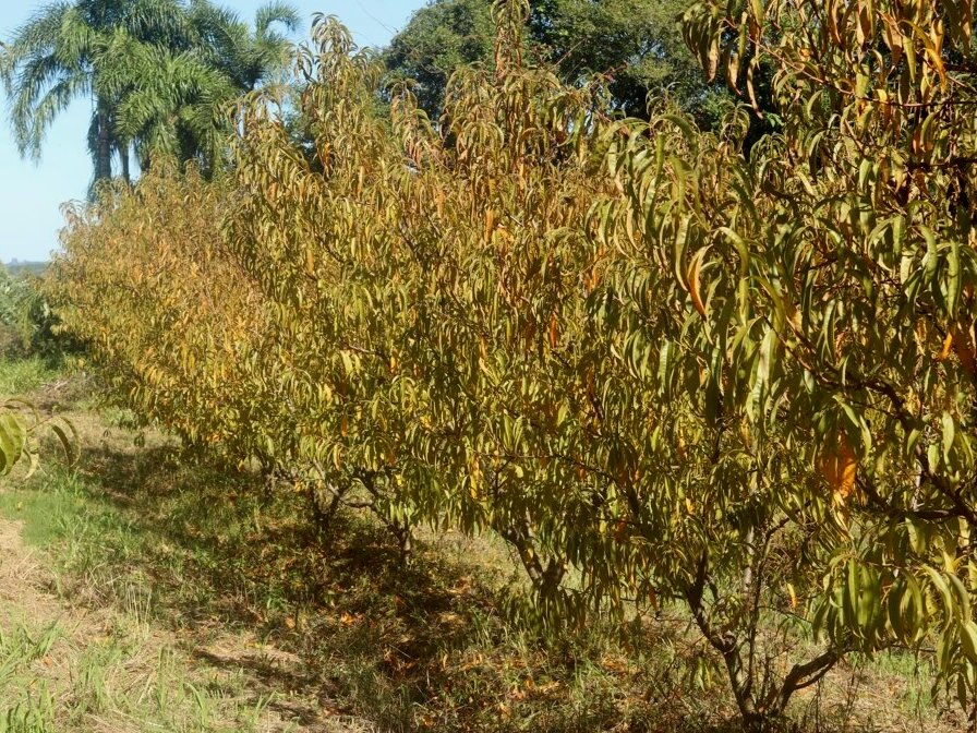 Amarelecimento mais acentuado das folhas de pessegueiro devido ao estresse de seca