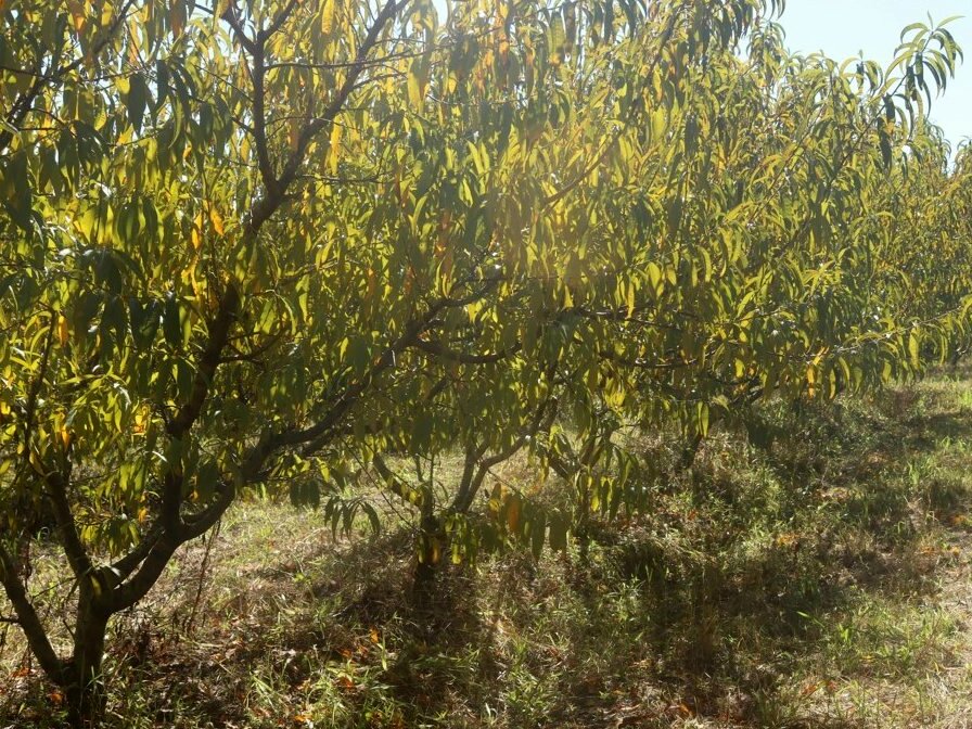 Plantas de pessegueiro normais, sem estresse de seca