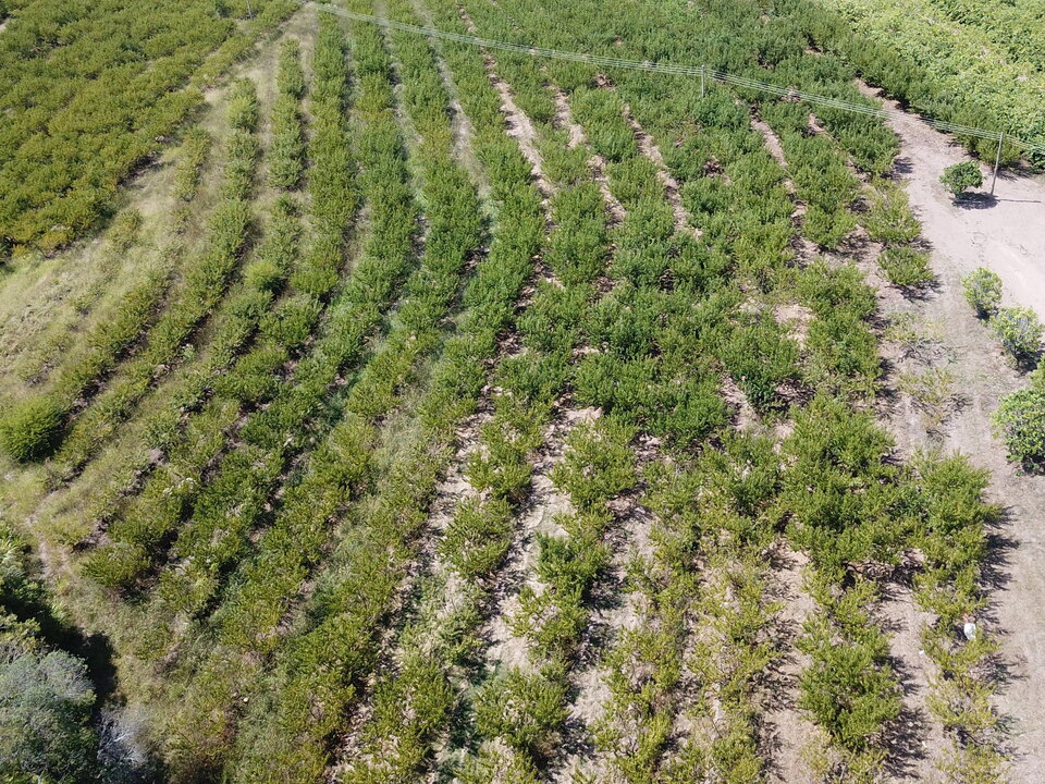 Vista aérea de pomar de pessegueiro mostrando manchas com plantas plantas amareladas e com menos folhas, afetadas pelo estresse de seca