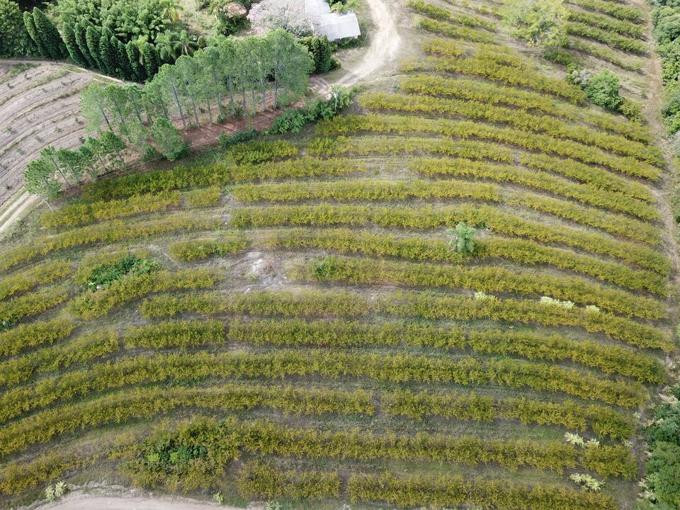 Vista aérea de pomar de pessegueiro mostrando manchas com plantas plantas amareladas e com menos folhas, afetadas pelo estresse de seca