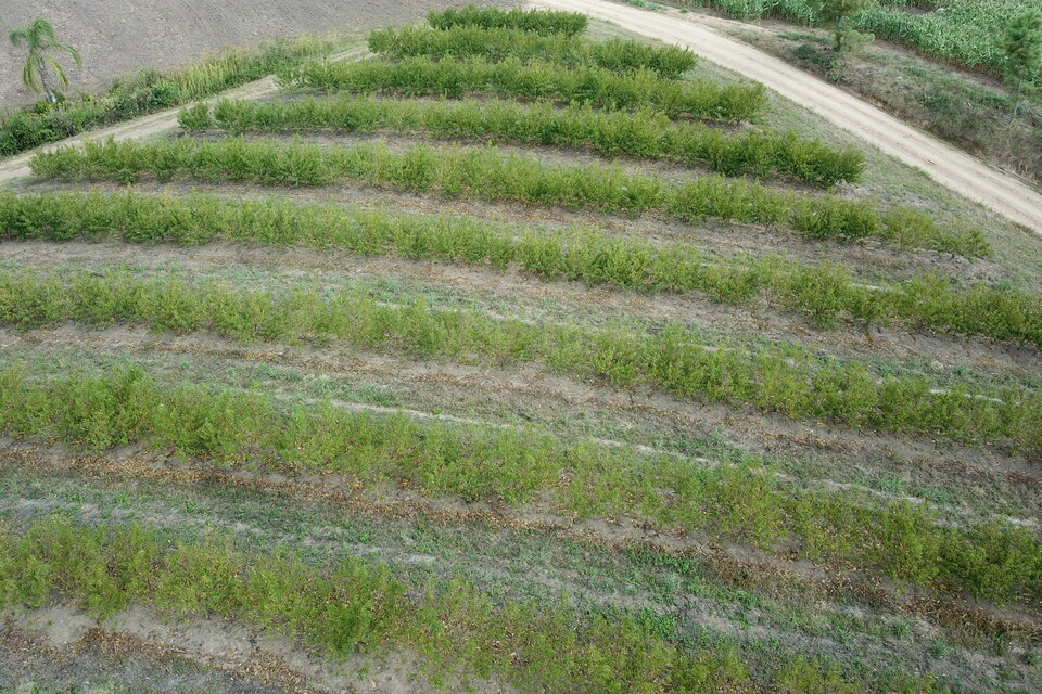Vista aérea de pomar de pessegueiro mostrando manchas com plantas plantas amareladas e com menos folhas (com folhas caídas no chão), afetadas pelo estresse de seca
