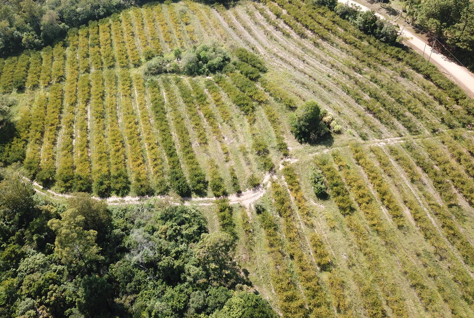 Vista aérea de pomar de pessegueiro mostrando manchas com plantas plantas amareladas e com menos folhas, afetadas pelo estresse de seca