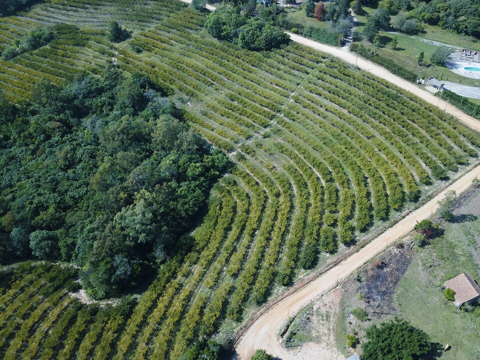 Vista aérea de pomar de pessegueiro mostrando manchas com plantas plantas amareladas e com menos folhas, afetadas pelo estresse de seca