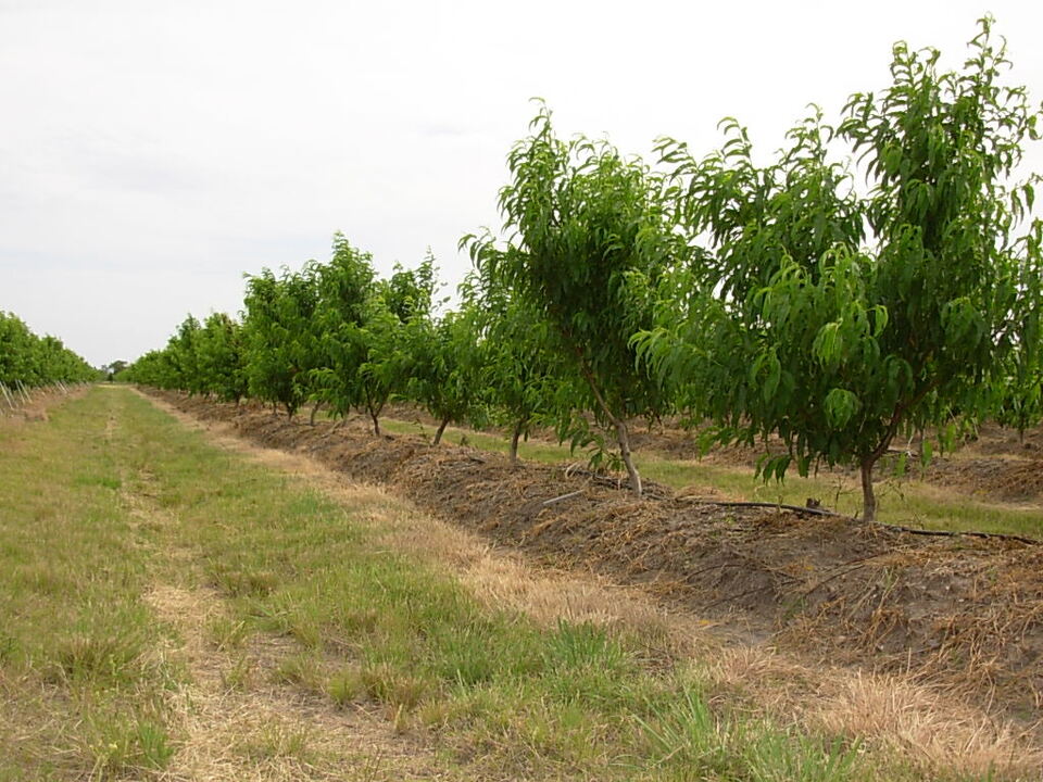 Pessegueiros em condições de campo, mostrando o menor desenvolvimento das plantas do centro da linha devido a infecção por PDV