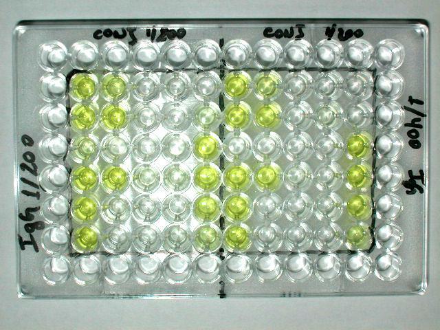 Testes de Indexação realizados em pessegueiro para detecção de PDV através do método ELISA (Enzime-Linked Immunosorbent Assay)