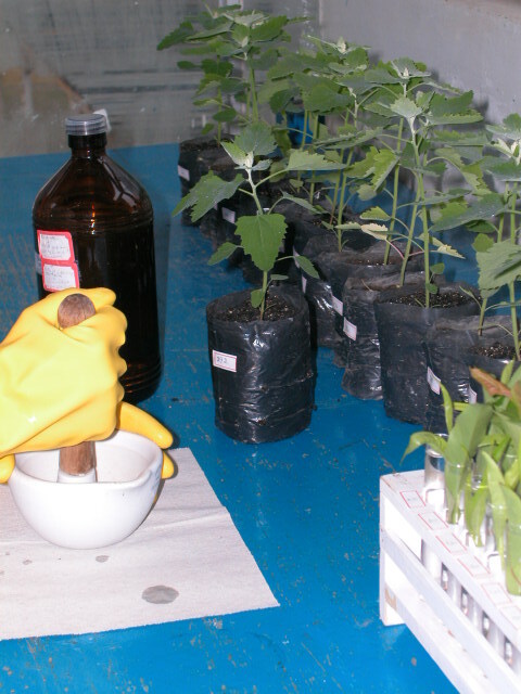 Processo de inoculação de plantas indicadoras de <i>Chenopodium quinoa</i> para detecção da presença de PDV
