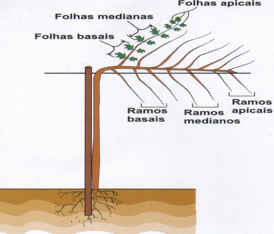 Esquema para amostragem de ácaros em videira