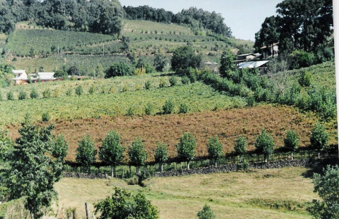 Vinhedo com 'bronzeamento' devido ao avermelhamento das folhas por ataque de ácaro-vermelho-europeu