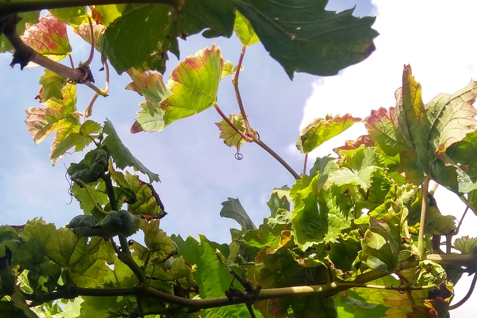 Folhas avermelhadas entre as nervuras, devido ao ataque de ácaros