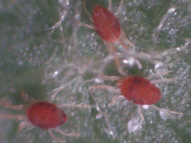 Pequenos ácaros (0,7 mm) vermelho-escuros, na parte de baixo das folhas (Ácaro-vermelho-europeu)