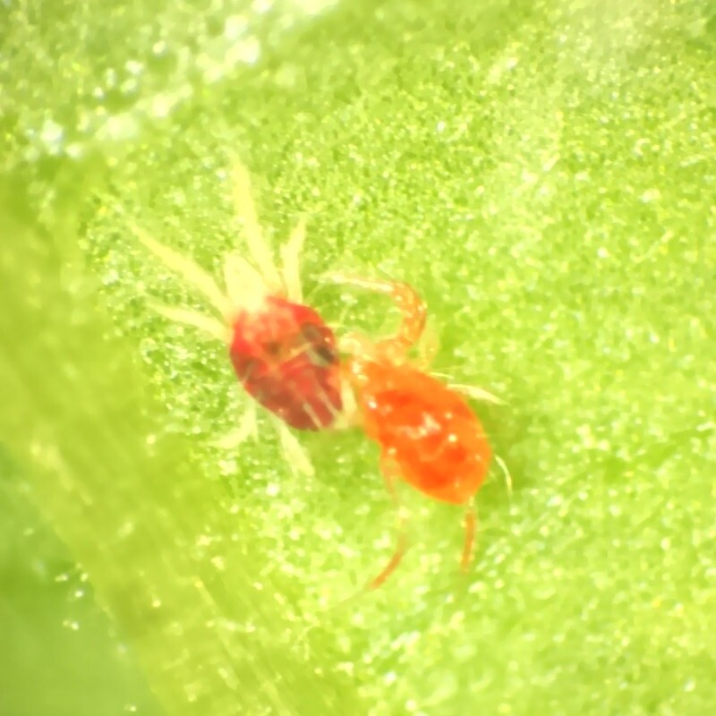 Pequenos ácaros (0,7 mm) vermelho-escuros, na parte de baixo das folhas (Ácaro-vermelho-europeu)