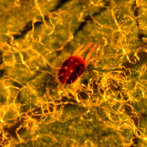 Pequenos ácaros (0,7 mm) vermelho-escuros, na parte de baixo das folhas (Ácaro-vermelho-europeu)