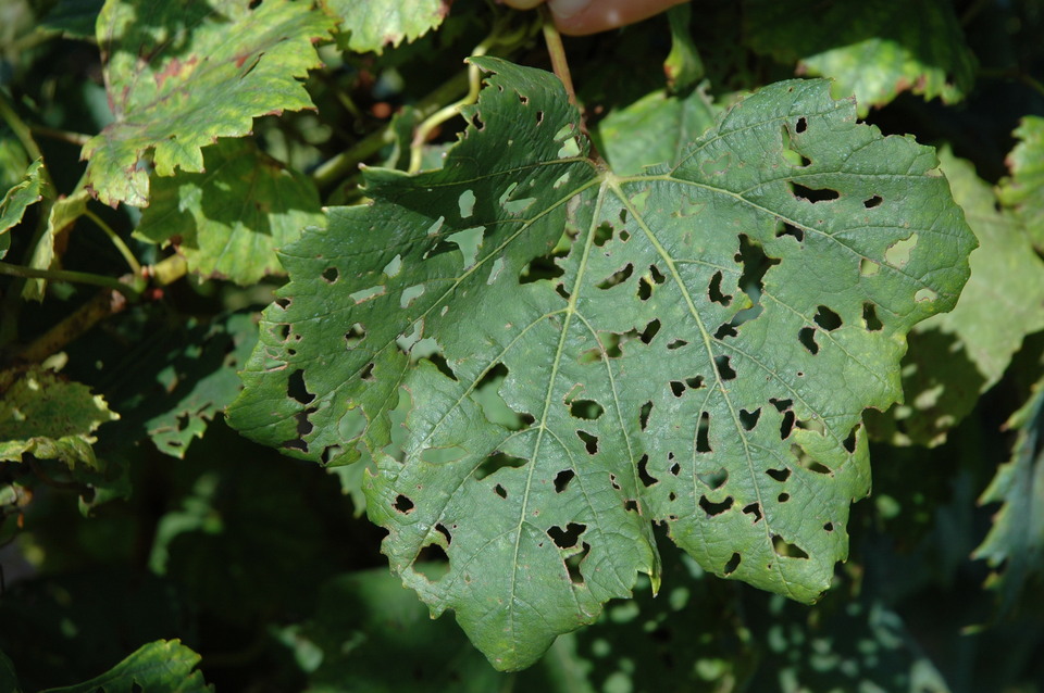 Folhas com furos irregulares e recortes no limbo, causados por ataque de besouro