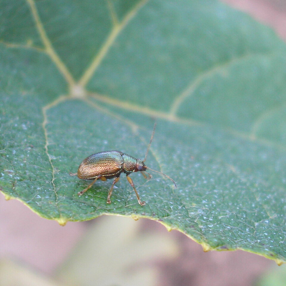 Folha com besouros verde metálicos e brilhantes