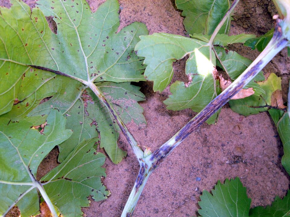 Folhas com lesoes e ramos com manchas escuras e pequenas rachaduras longitudinais (cancros) que se alargam expondo os tecidos internos, causadas por cancro-bacteriano