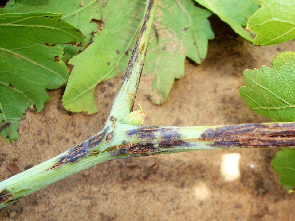 Ramos com manchas escuras e pequenas rachaduras longitudinais (cancros) que se alargam expondo os tecidos internos, causadas por cancro-bacteriano