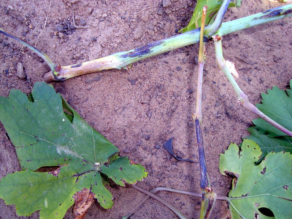 Ramos com manchas escuras e pequenas rachaduras longitudinais (cancros) que se alargam expondo os tecidos internos, causadas por cancro-bacteriano