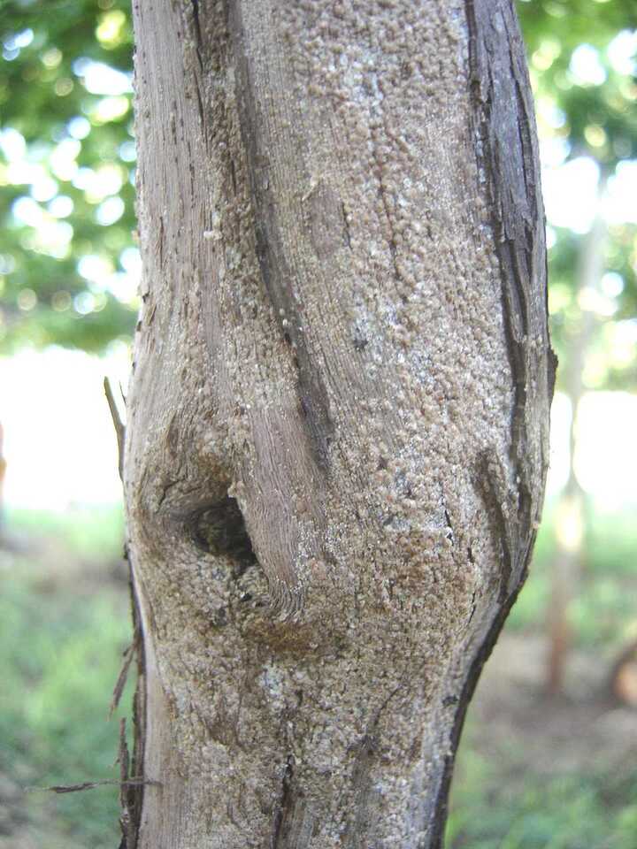 Pequenos pontos marrons em forma de escama sob a casca do tronco