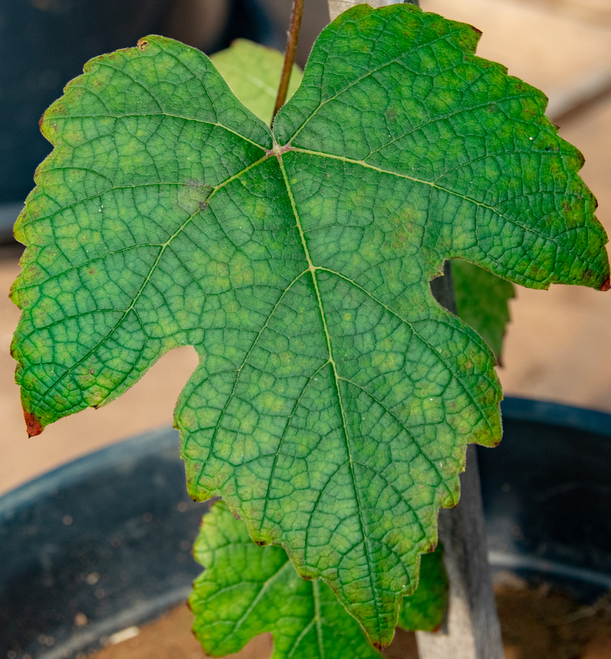 Folha velha amarela entre as nervuras e nas bordas, com pequenas necroses nas bordas, devido a deficiência de potássio