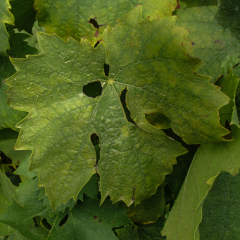 Folha velha amarela entre as nervuras e nas bordas, com pequenas necroses nas bordas, devido a deficiência de potássio