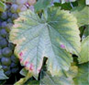 Folha amarela entre as nervuras, com necrose nas bordas