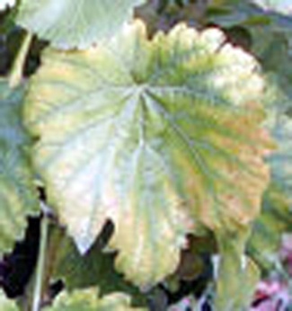 Folha amarela entre as nervuras, com necrose nas bordas