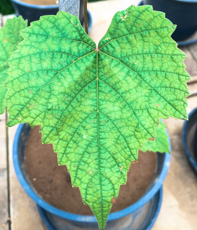 Folha de plantas jovem com sintomas iniciais de excesso de boro, apresentando acentuada coloração mosqueada entre o verde e o amarelo, com pontos formando necroses no limbo foliar