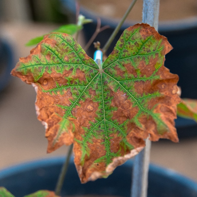 Folha de plantas jovem com sintomas acentuados de excesso de boro, apresentando necrose generalizada do limbo foliar, com nervuras mantendo coloração verde