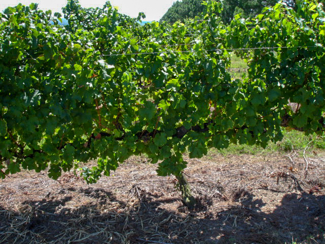 Plantas com vigor excessivo, com muita produção de massa verde, devido ao excesso de nitrogênio