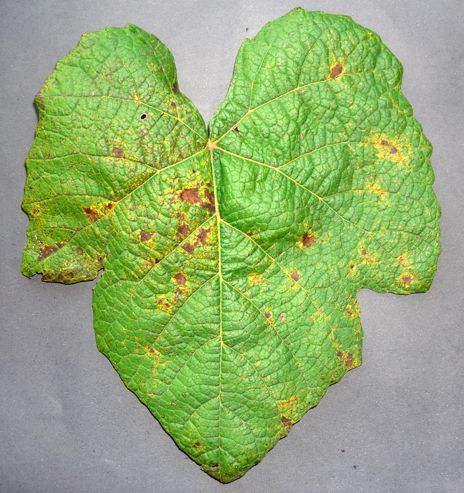 Folhas maduras com pontuações cloróticas ou necróticas na face superior, causadas por Ferrugem