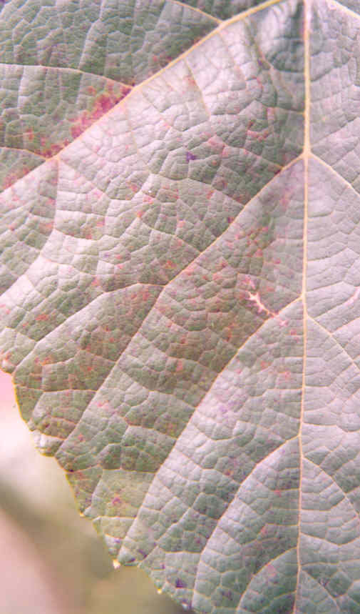 Folhas maduras com pontuações cloróticas ou necróticas na face superior