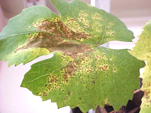 Folhas maduras com lesões cloróticas ou necróticas na face superior, causadas por Ferrugem