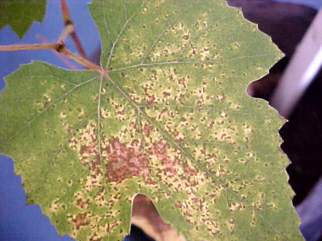 Folhas maduras com pontuações cloróticas ou necróticas na face superior, causadas por Ferrugem