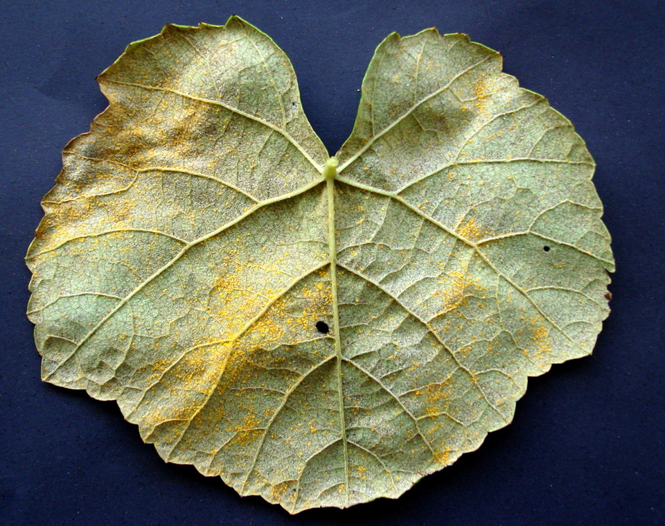 Pó amarelo na face inferior da folha, causado por Ferrugem