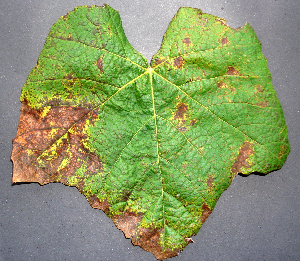 Folhas maduras com lesões cloróticas ou necróticas na face superior, causadas por Ferrugem