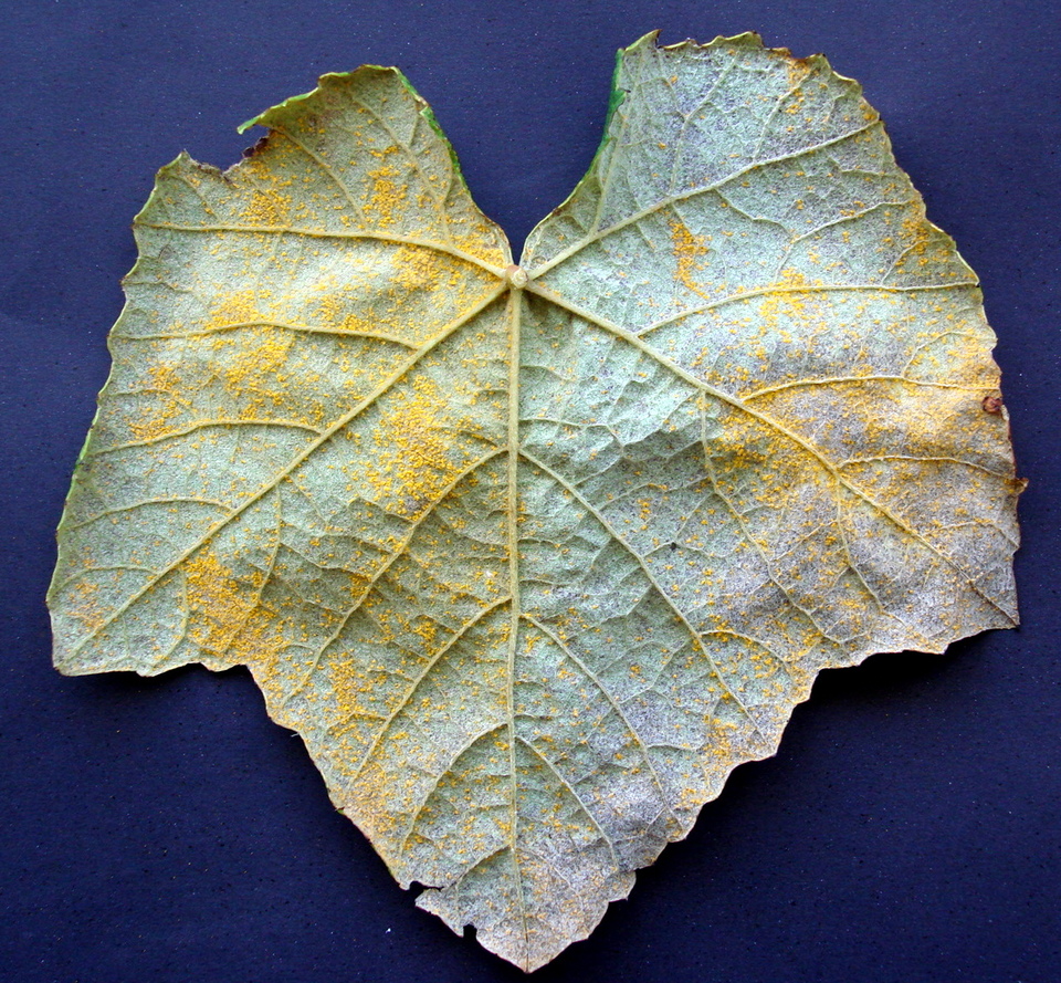 Pó amarelo na face inferior da folha, causado por Ferrugem