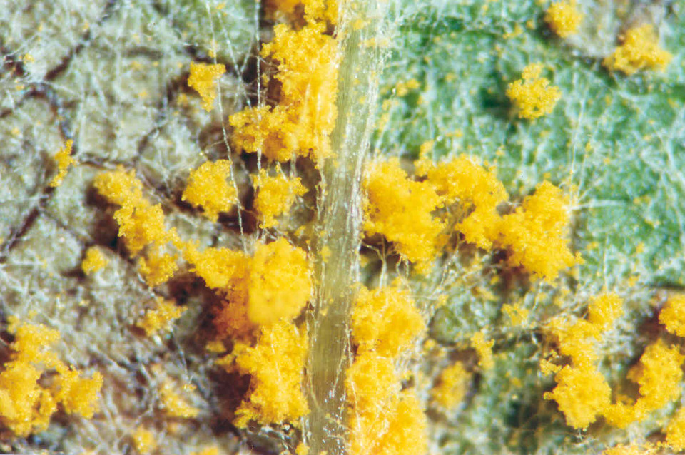 Detalhe de pústulas amarelas na parte inferior da folha, causadas por Ferrugem