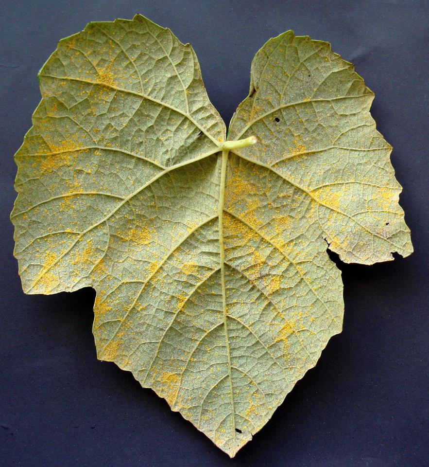Pó amarelo na face inferior da folha, causado por Ferrugem